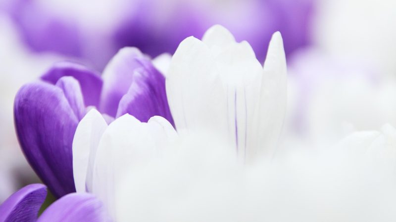 八级追番可以带走的阅读材料